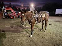 SHINERS TROOPER DUST & Cass Boltz  Aug 2025
